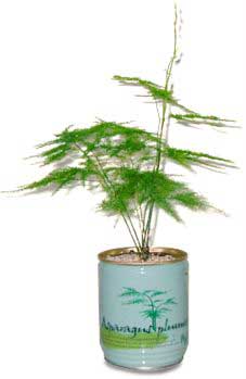 Can Flowers Mini Baboo